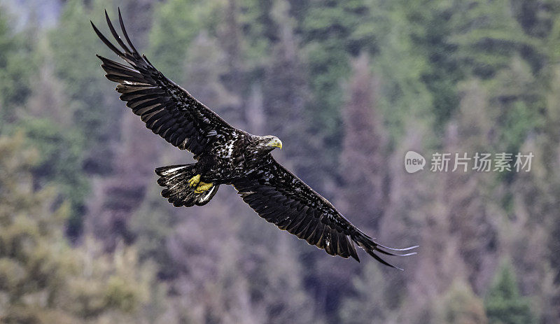 白头鹰(Haliaeetus leucocephalus)是一种发现于北美的猛禽。位于查塔姆海峡巴拉诺夫岛卡斯尼库湾的隐藏瀑布。阿拉斯加。一只飞翔和钓鱼的少年。